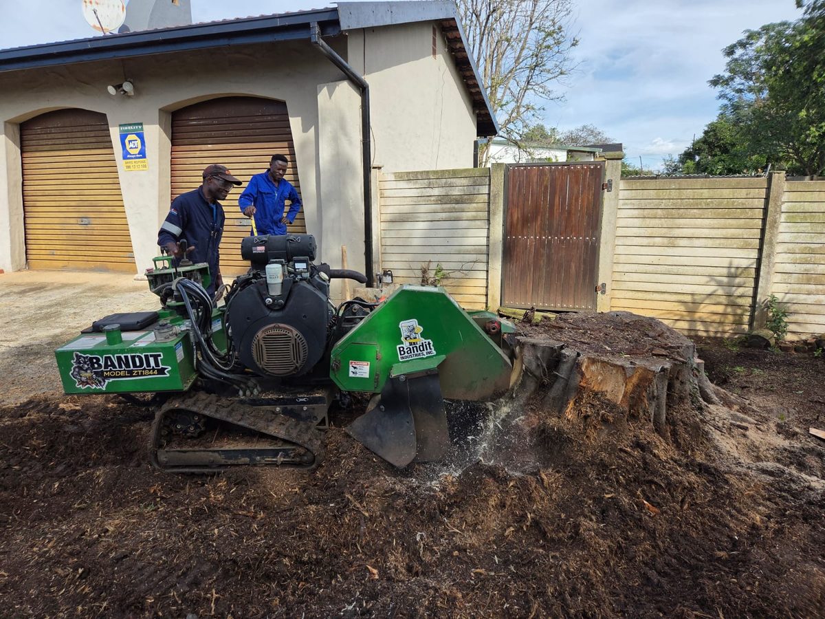 Bandit track stump removing a fig tree stump at a residential home