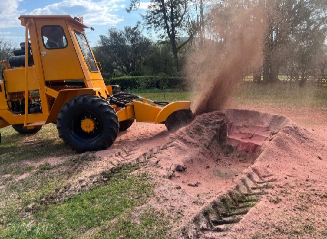 Stump grinding a plane tree stump