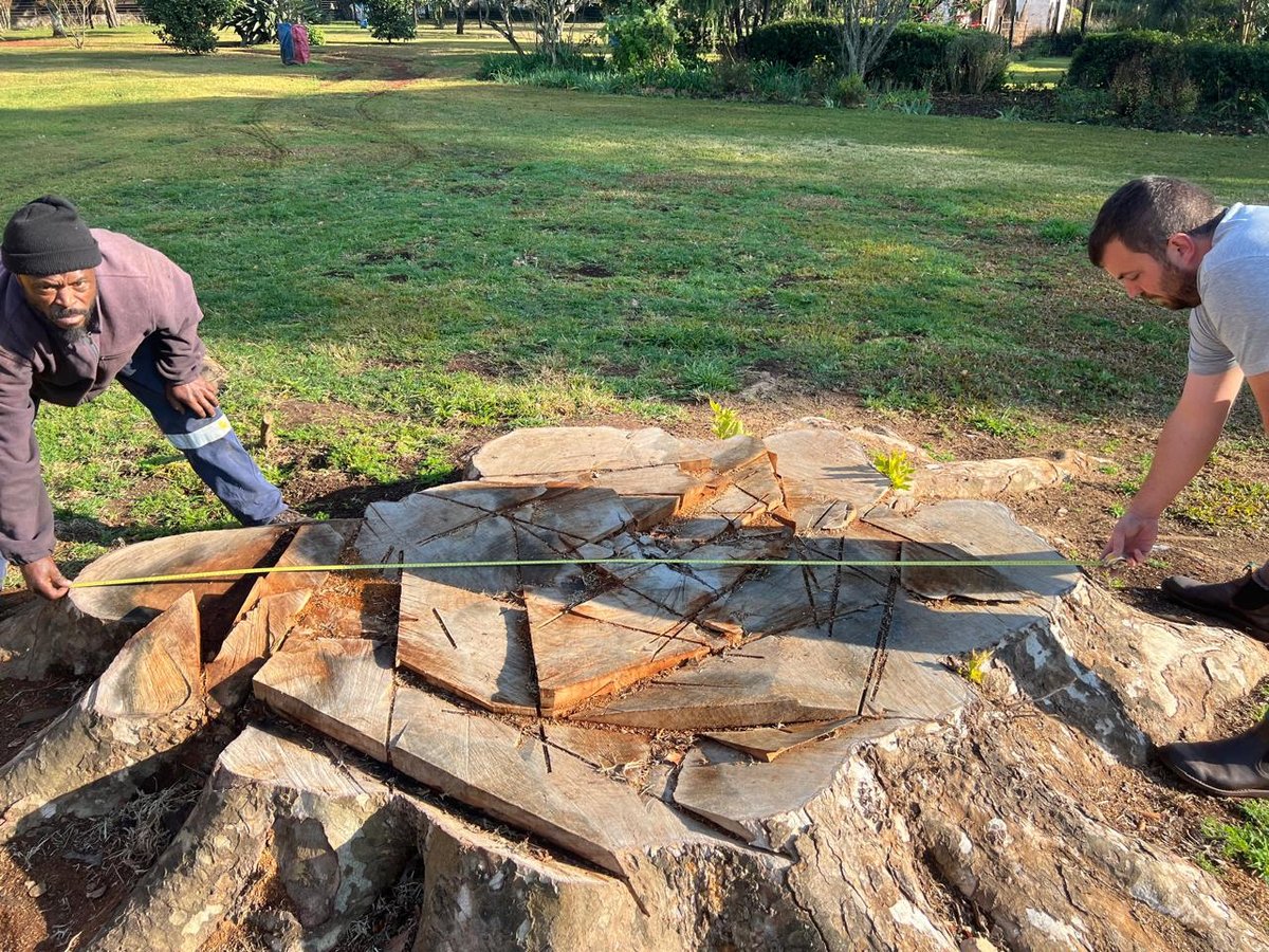 Measuring a large stump before grinding