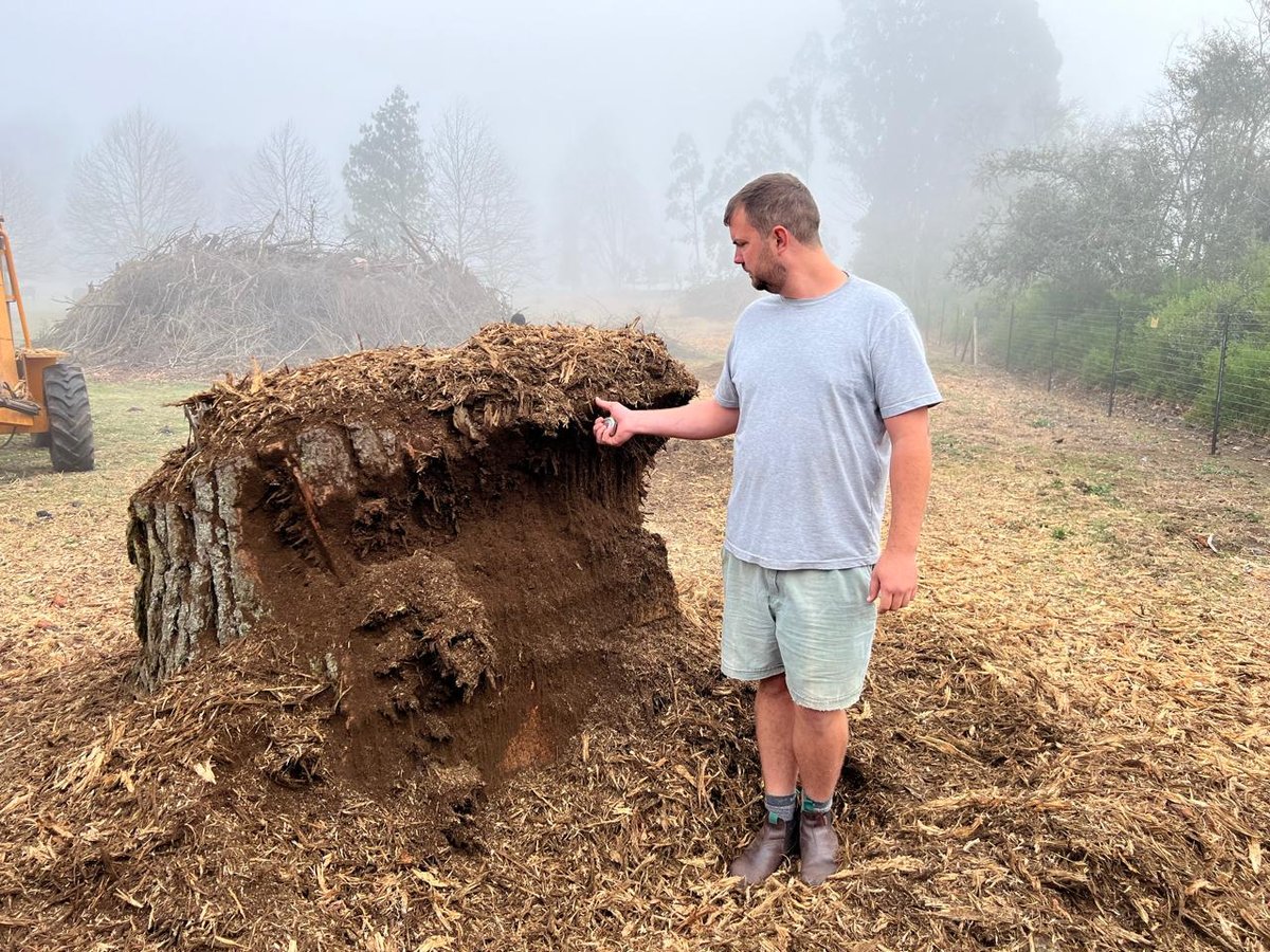 Demonstrating the size of a large stump during a stump grinding job