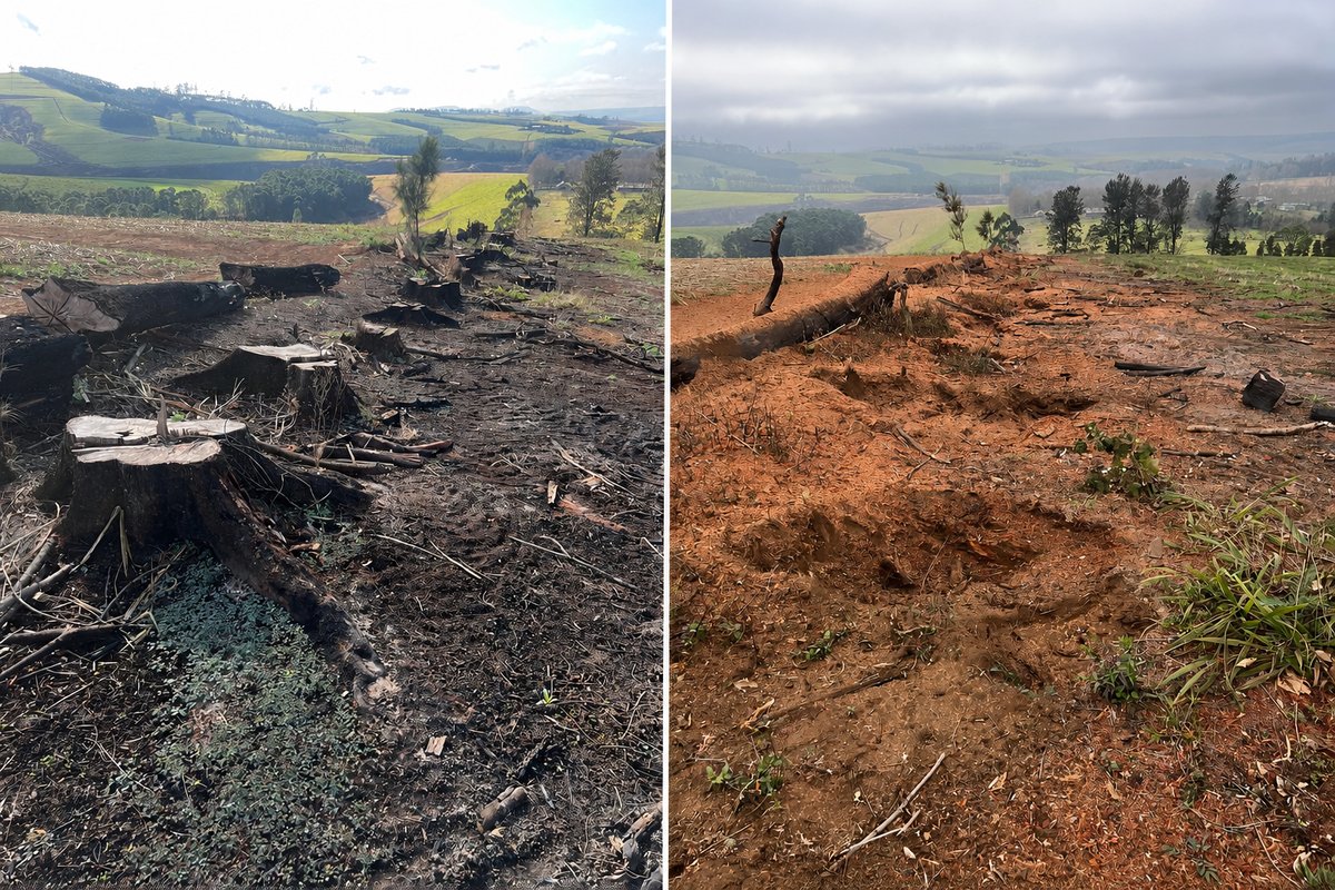 Before and after stump grinding job